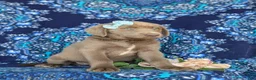 Labrador Retriever dogs for sale: Bailee - Ad 4