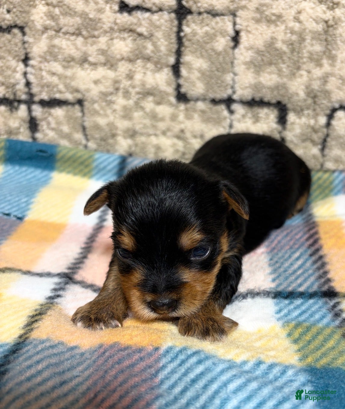Yorkshire Terrier dogs Yorkshire Terrier 5 - Ad 2