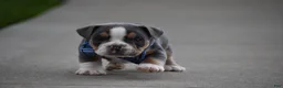 Beabull dogs for sale: Captain - Ad 8