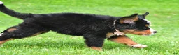 Bernese Mountain Dog dogs for sale: Nancey - Ad 9