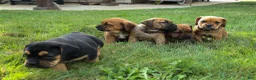 Beabull dogs for sale: Arthur - Ad 19