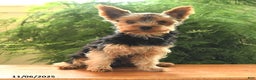 Yorkshire Terrier dogs for sale: Little Mowgli - Ad 1