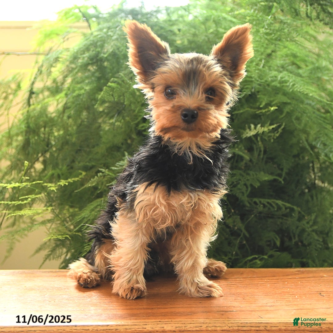 Yorkshire Terrier dogs for sale: Little Mowgli - Ad 1
