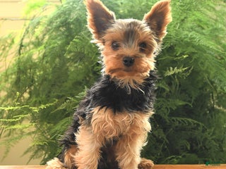 Yorkshire Terrier dogs Little Mowgli - Ad 12