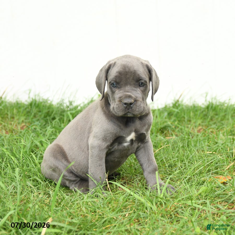 Cane Corso dogs Rosie - Ad 1