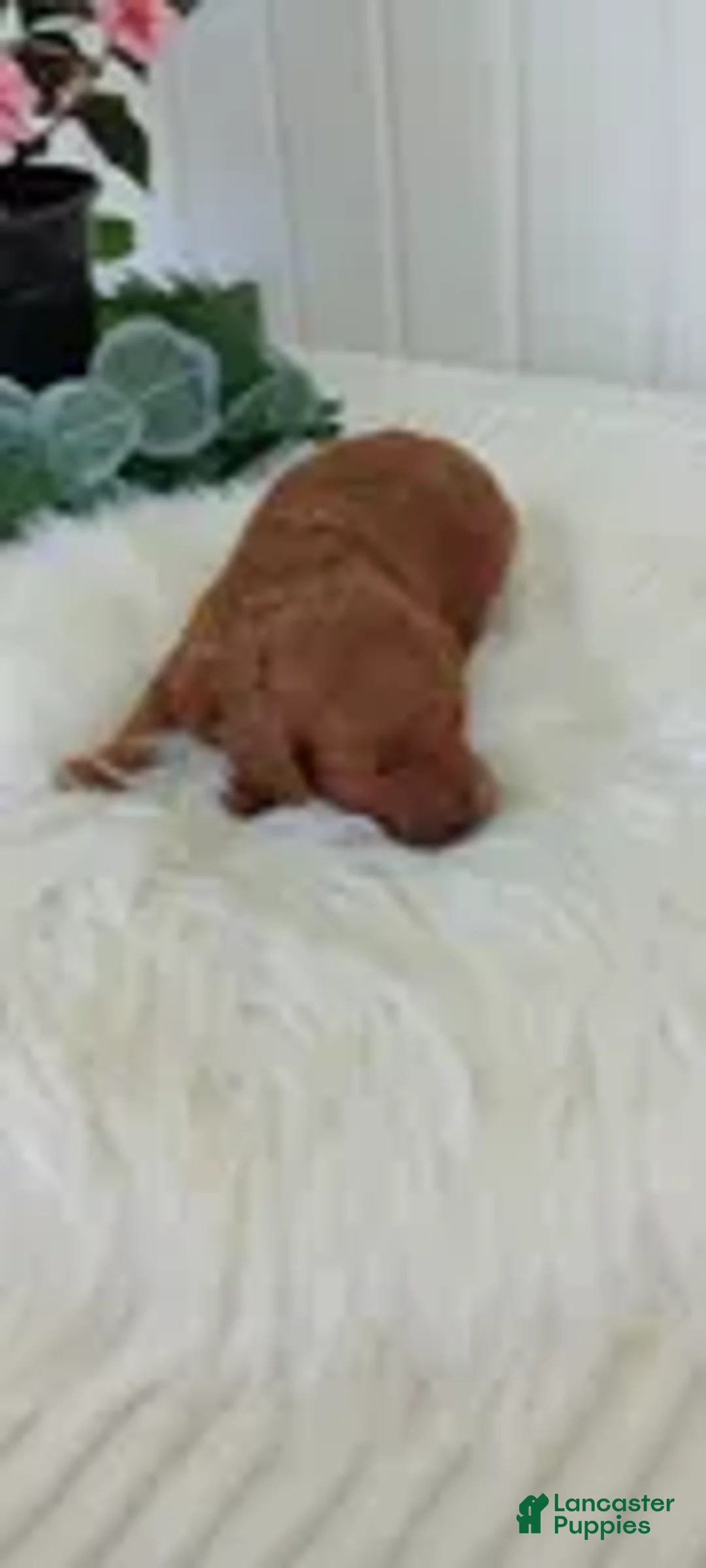 Mini Goldendoodle dogs for sale: Mr. Sunshine - Ad 2