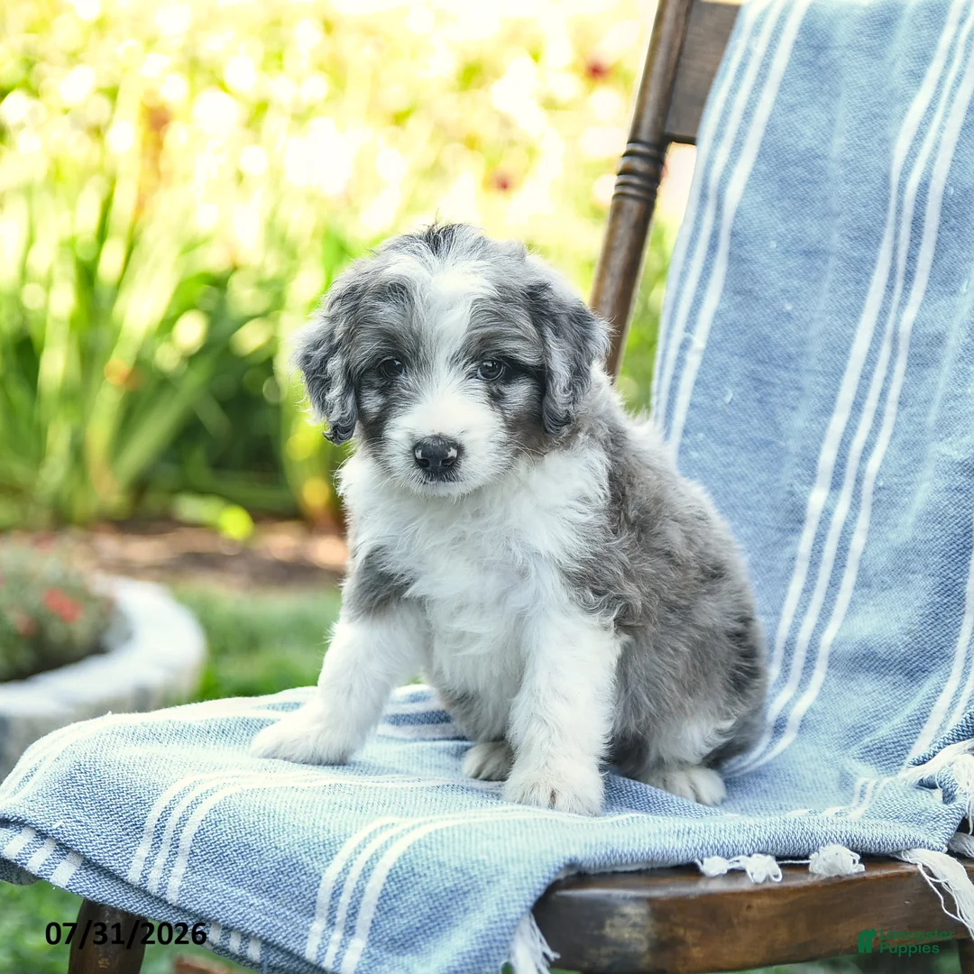 Mini Aussiedoodle dogs for sale: Alex - Ad 3