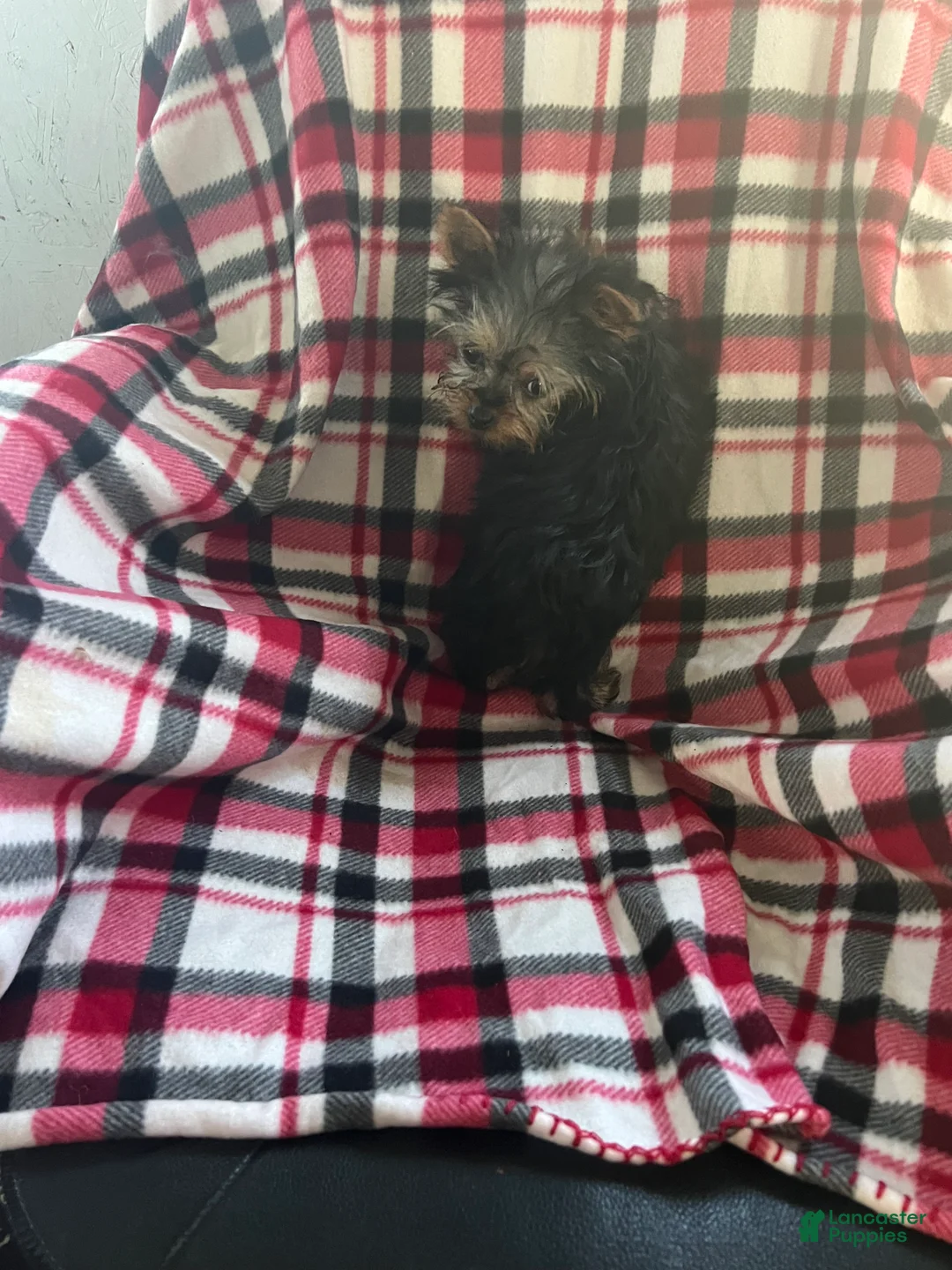 Yorkshire Terrier dogs for sale: Little one - Ad 3