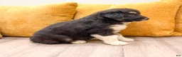Australian Shepherd dogs for sale: Nova - Ad 5