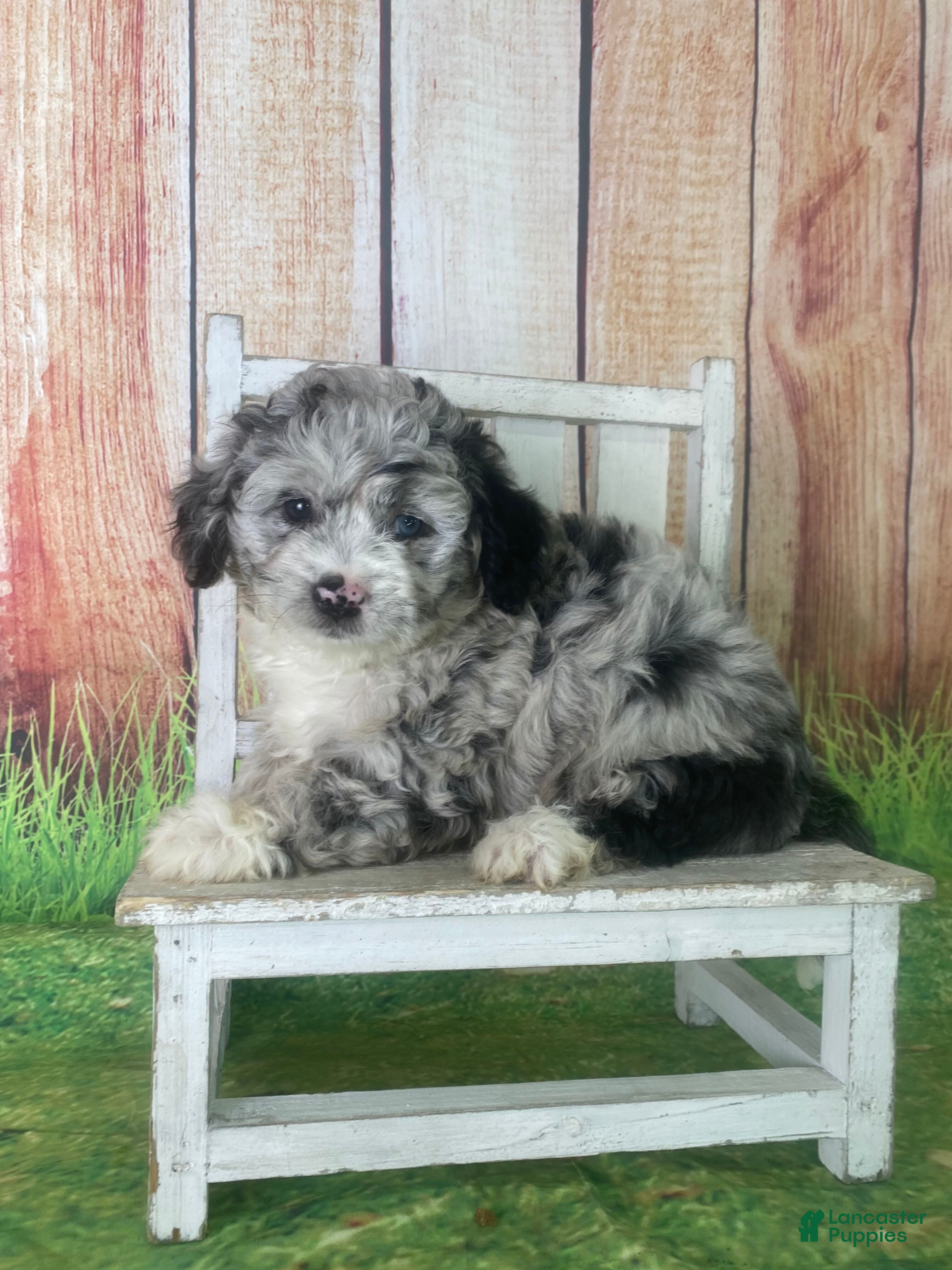 Mini Aussiedoodle dogs Gaberela - Ad 6