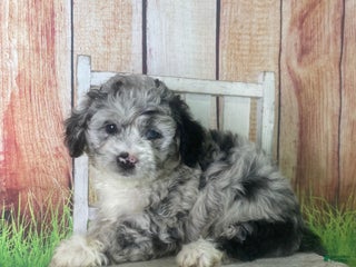 Mini Aussiedoodle dogs Gaberela - Ad 10