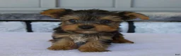 Yorkshire Terrier dogs for sale: Porker - Ad 1