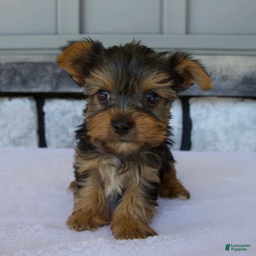 Yorkshire Terrier dogs for sale: Porker - Ad 1