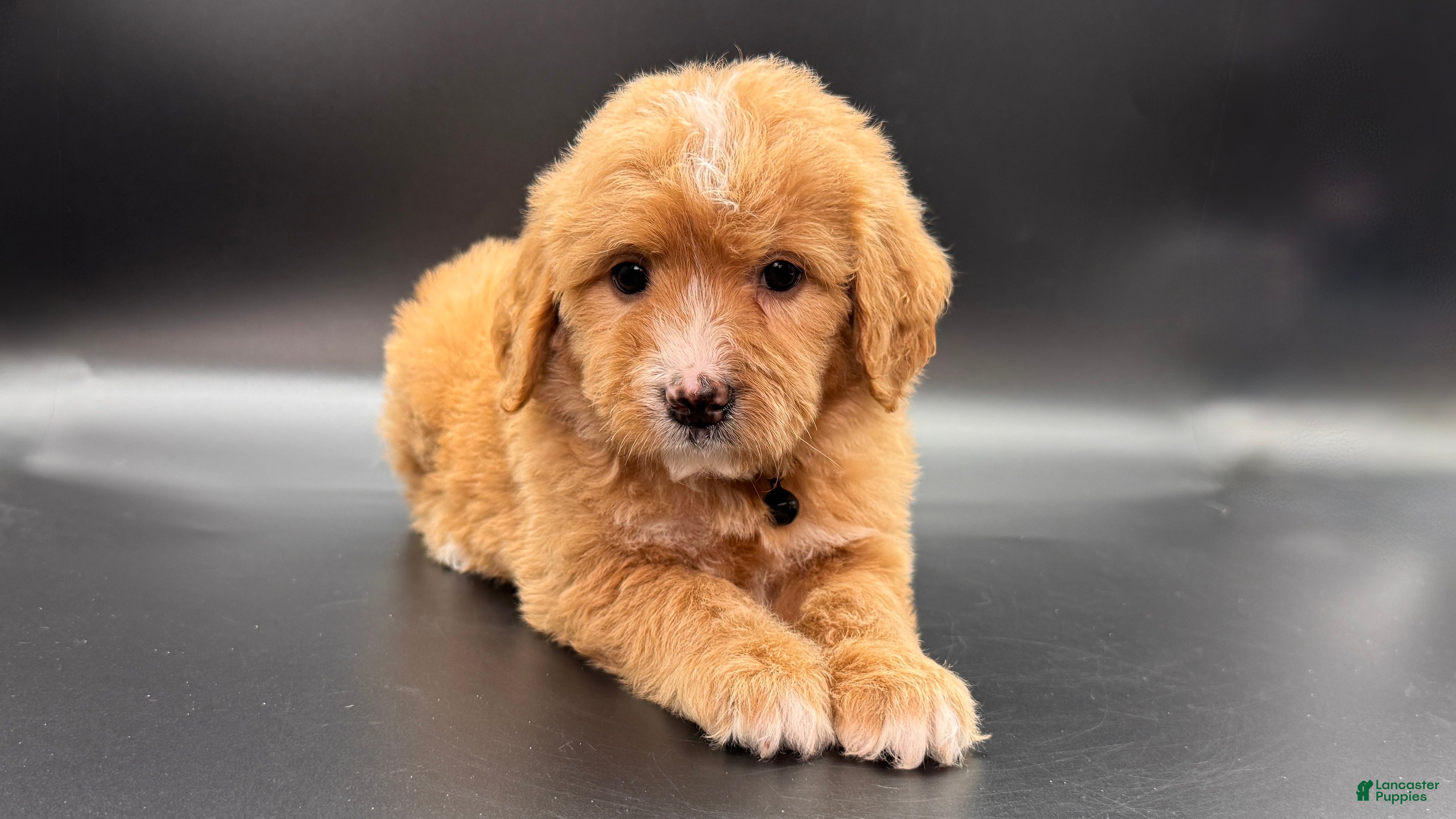 Mini Goldendoodle dogs Tango F One - Ad 15
