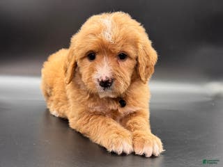 Mini Goldendoodle dogs Tango F One - Ad 24