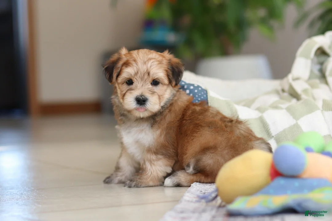 Morkie dogs for sale: Sarah - Ad 14