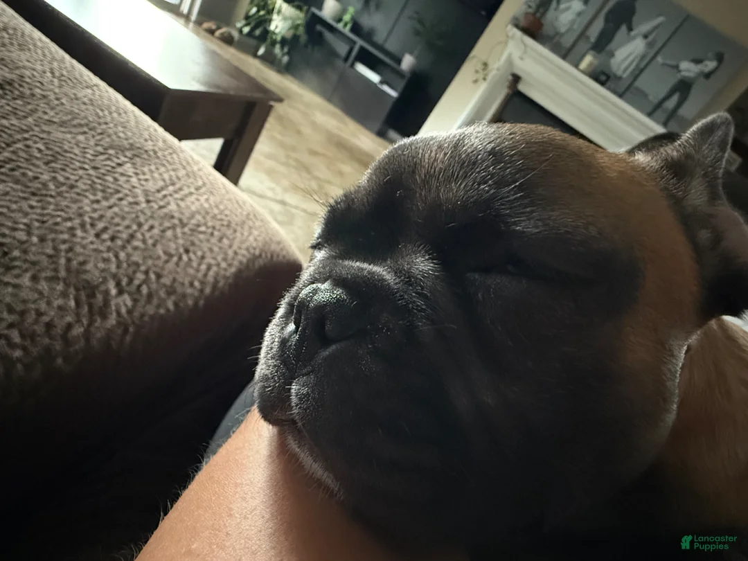 French Bulldog dogs for sale: French Bulldog Puppy 1 - Ad 4