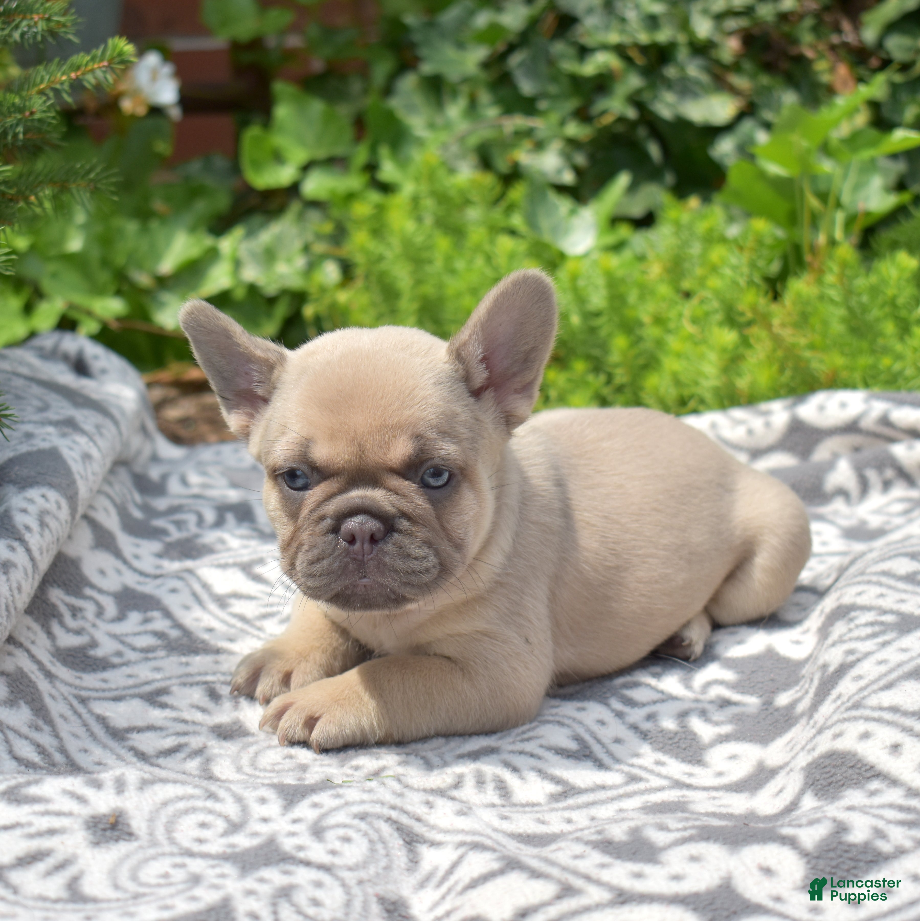 French Bulldog dogs MJ - Ad 1