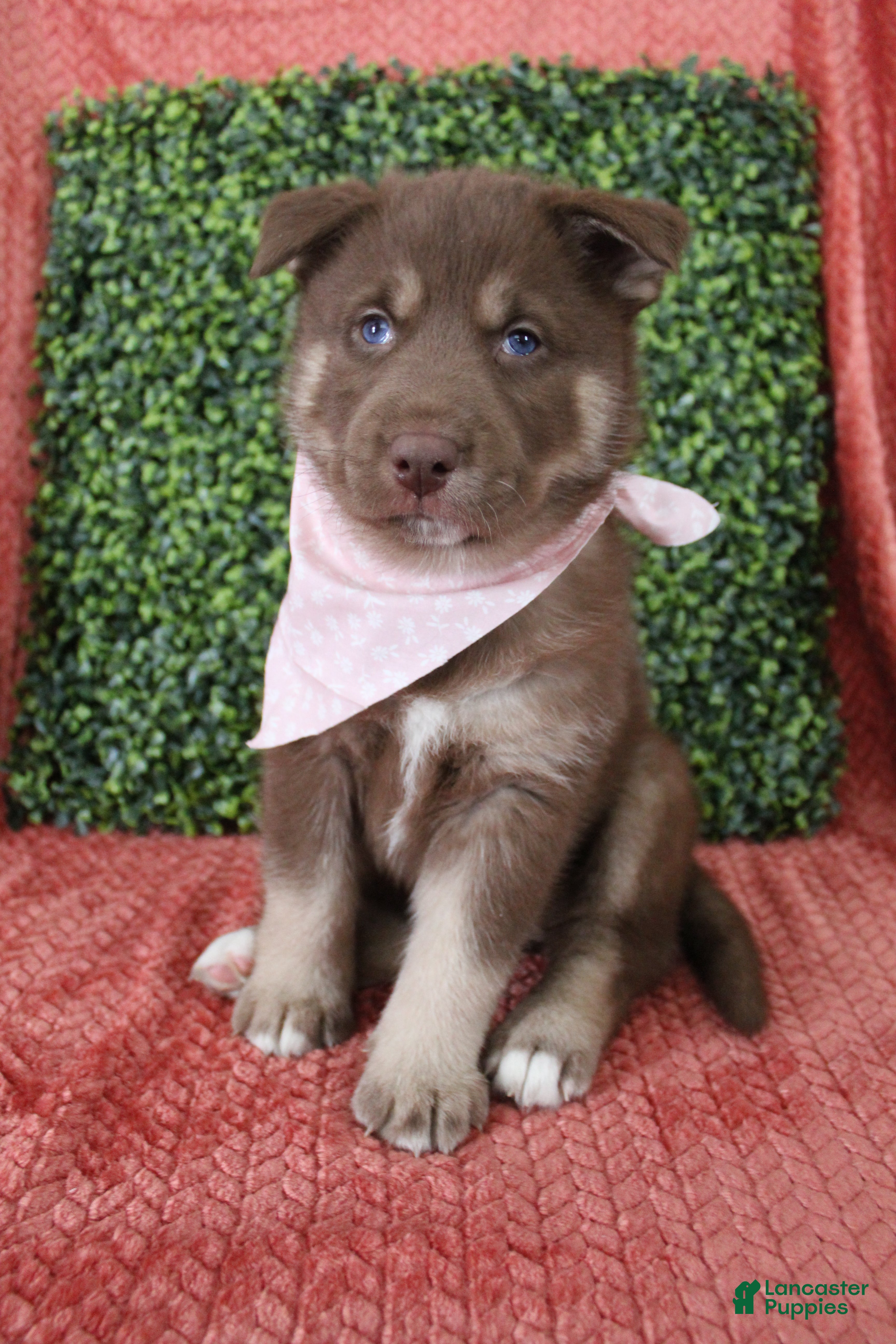 Gerberian Shepsky dogs 1 Pink - Ad 12