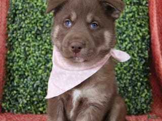 Gerberian Shepsky dogs 1 Pink - Ad 9