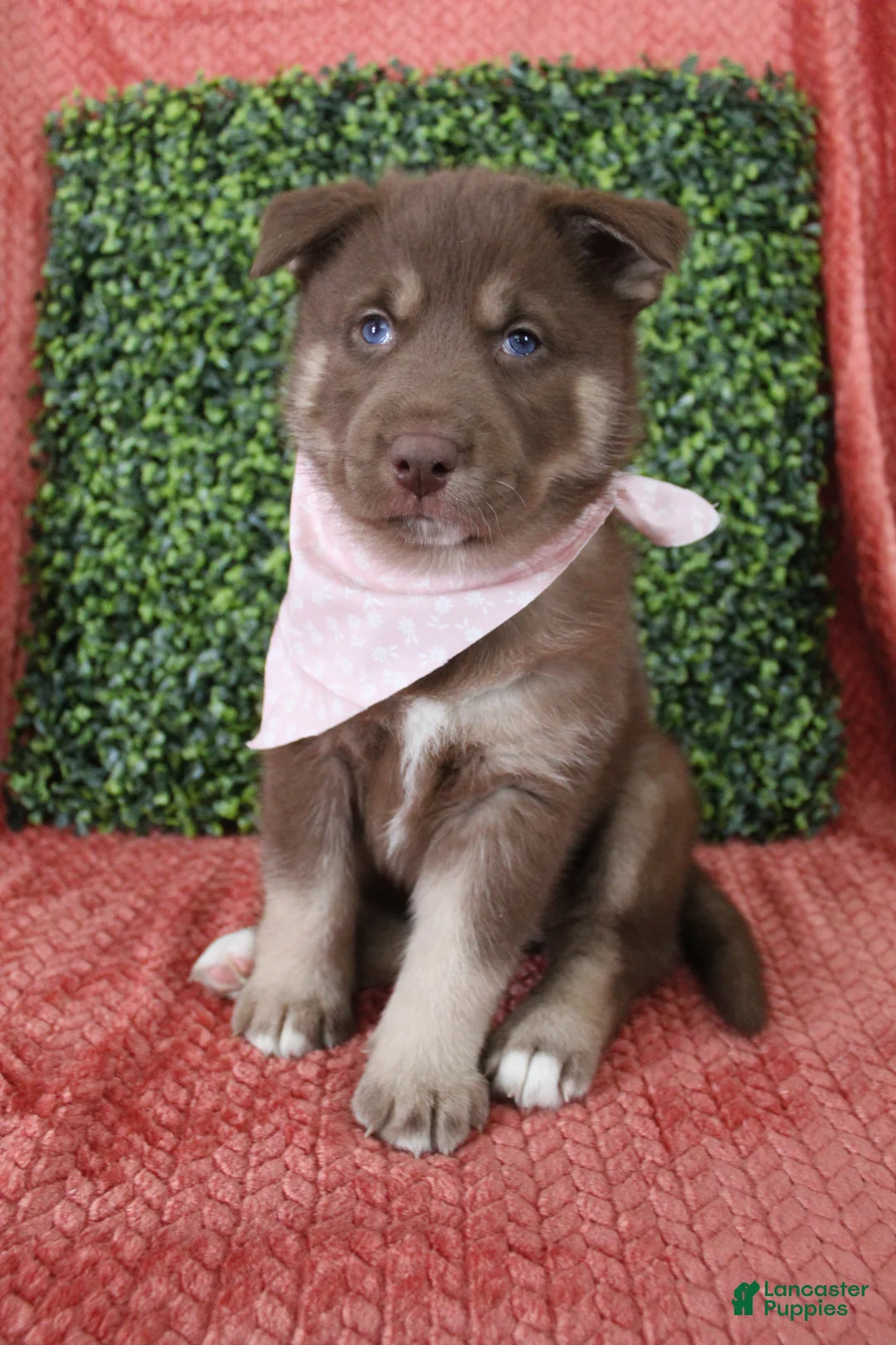 Gerberian Shepsky dogs for sale: 1 Pink - Ad 4