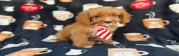 Cavapoo dogs for sale: Bentley  - Ad 4