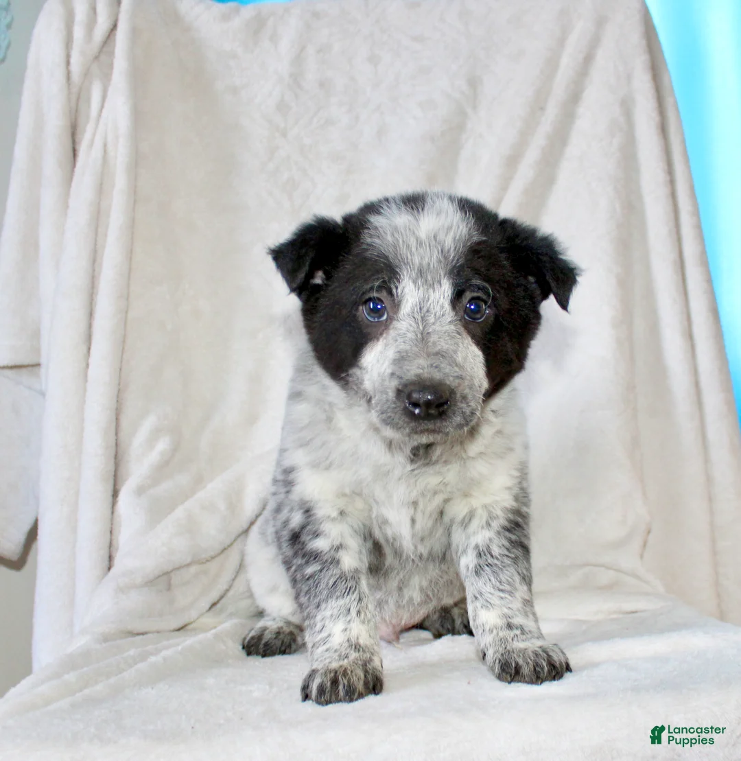 Australian Cattle Dog dogs for sale: Rocky - Ad 1