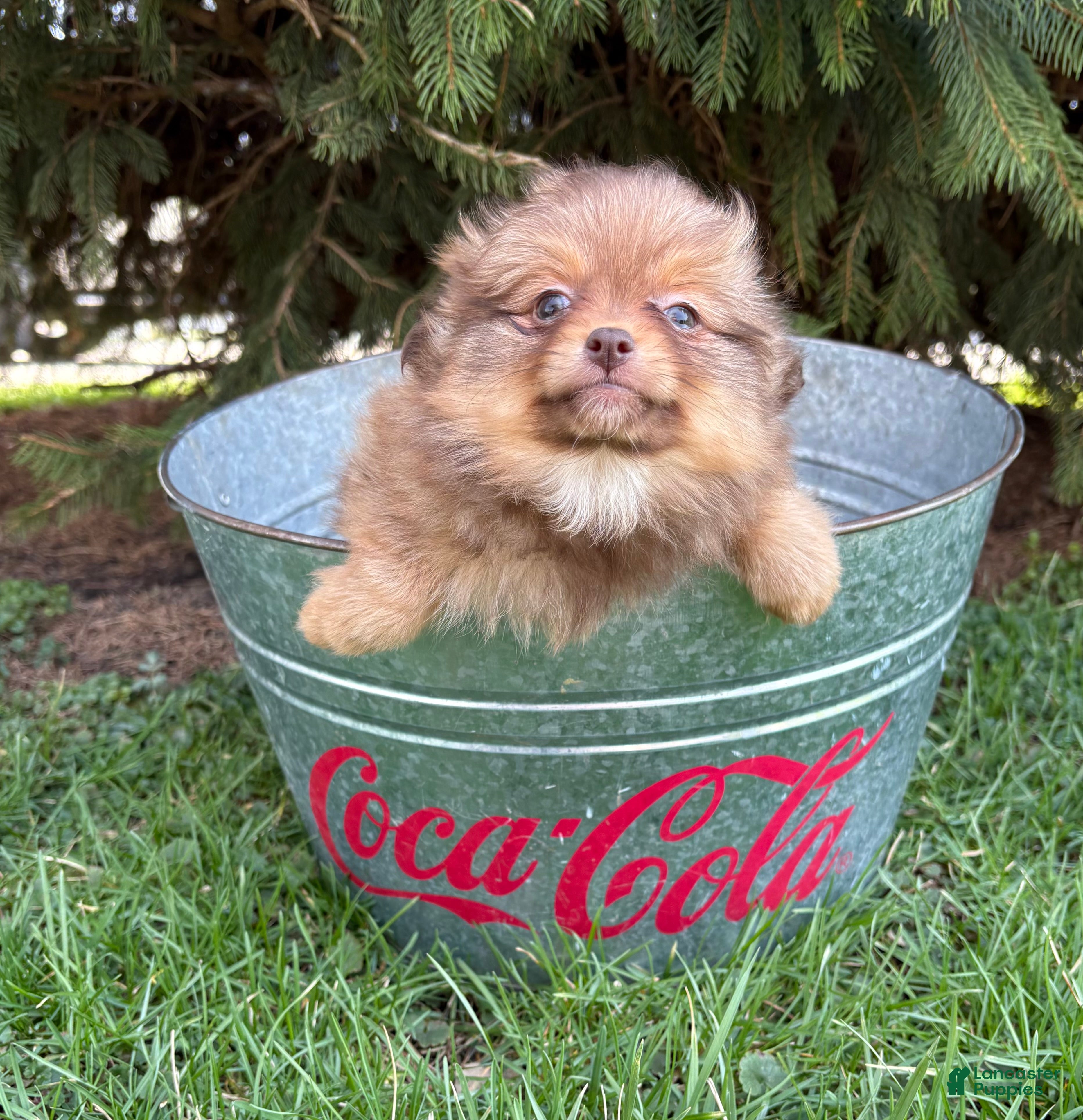 Pomeranian dogs Zoey - Ad 2