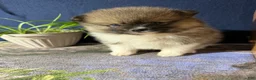 Pomeranian dogs for sale: Colton - Ad 21
