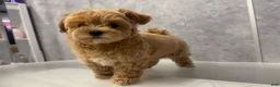 Maltipoo dogs for sale: We have 3 beautiful Maltipoo boys - Ad 3