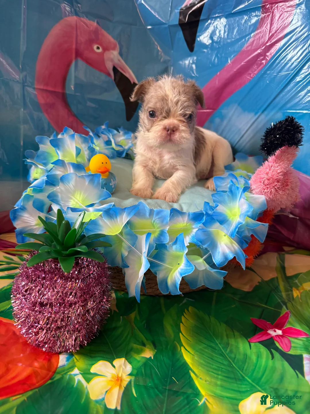 French Bulldog dogs for sale: French Bulldog Puppy 3 - Ad 2