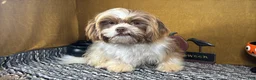 Shih Tzu dogs for sale: Shih Tzu 2 - Ad 3