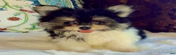 Mixed Breed dogs for sale: Designer Breed Yorkishire Terrier, Pomeranian Mix Puppy Female DaisyTimmy - Ad 7