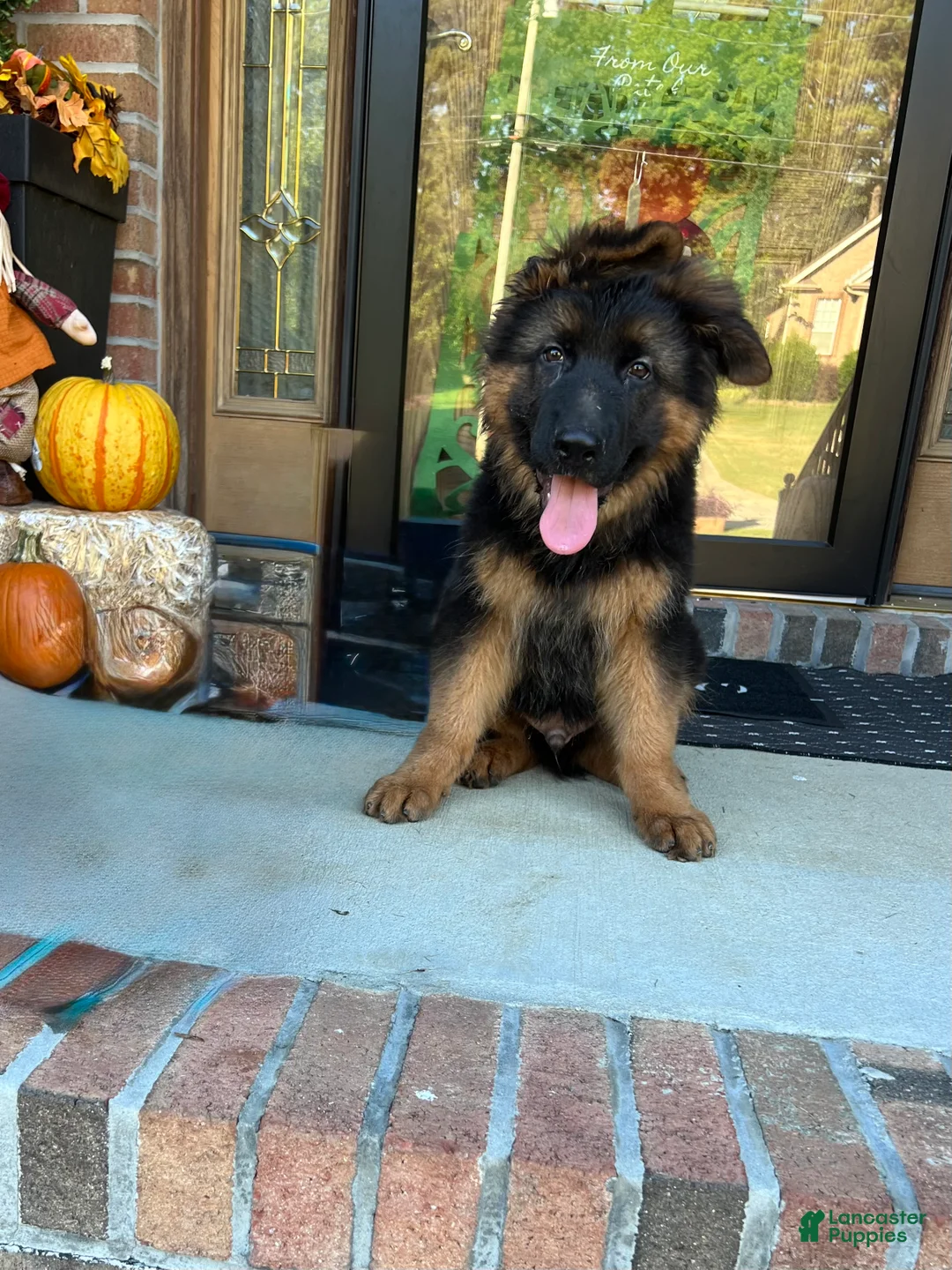 German Shepherd dogs for sale:  Huggie  - Ad 2