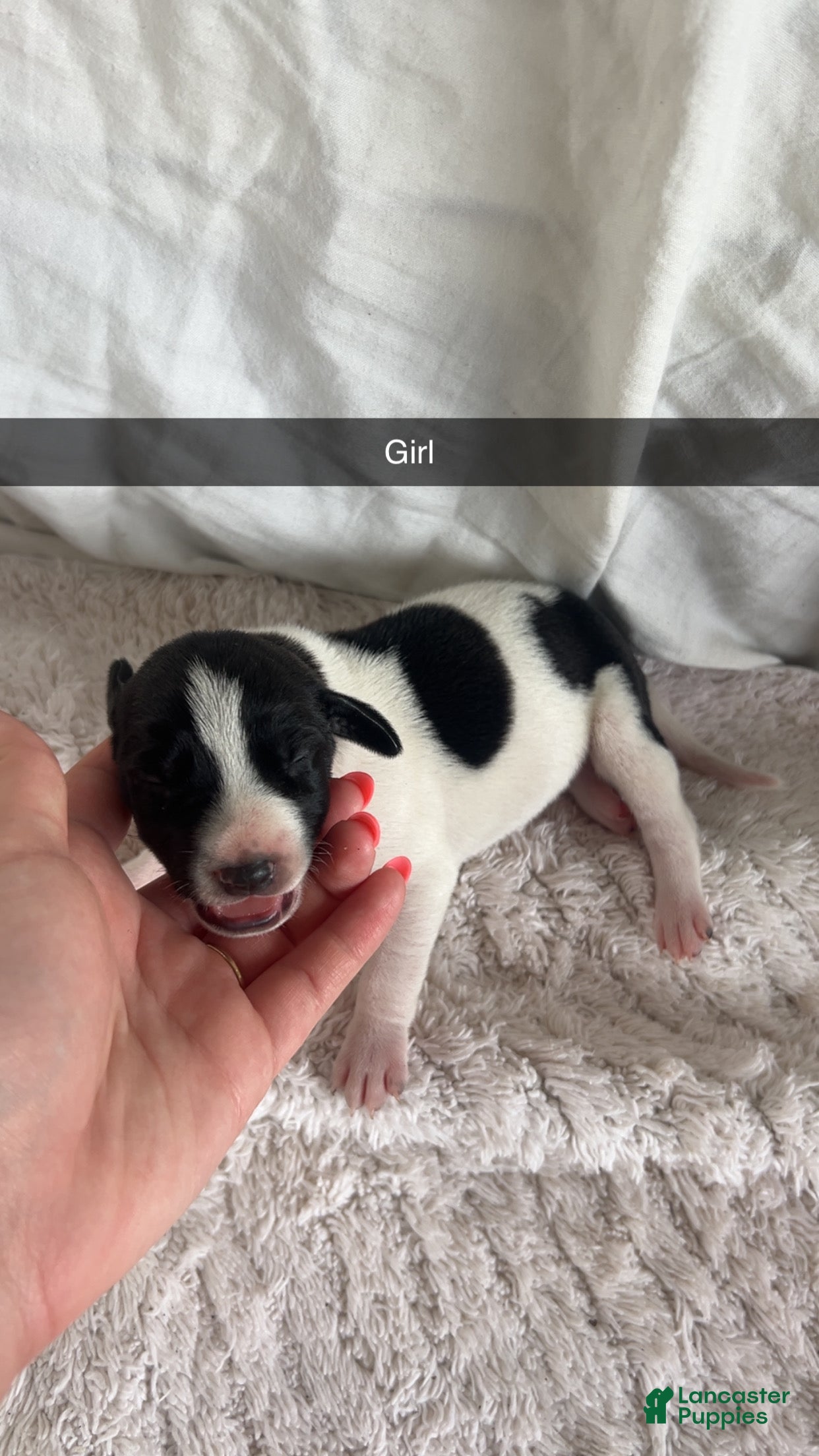 Mixed Breed dogs Mixed Breed 8 - Ad 35