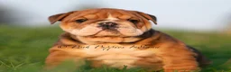 English Bulldog dogs for sale: Pearl AKC - Ad 2
