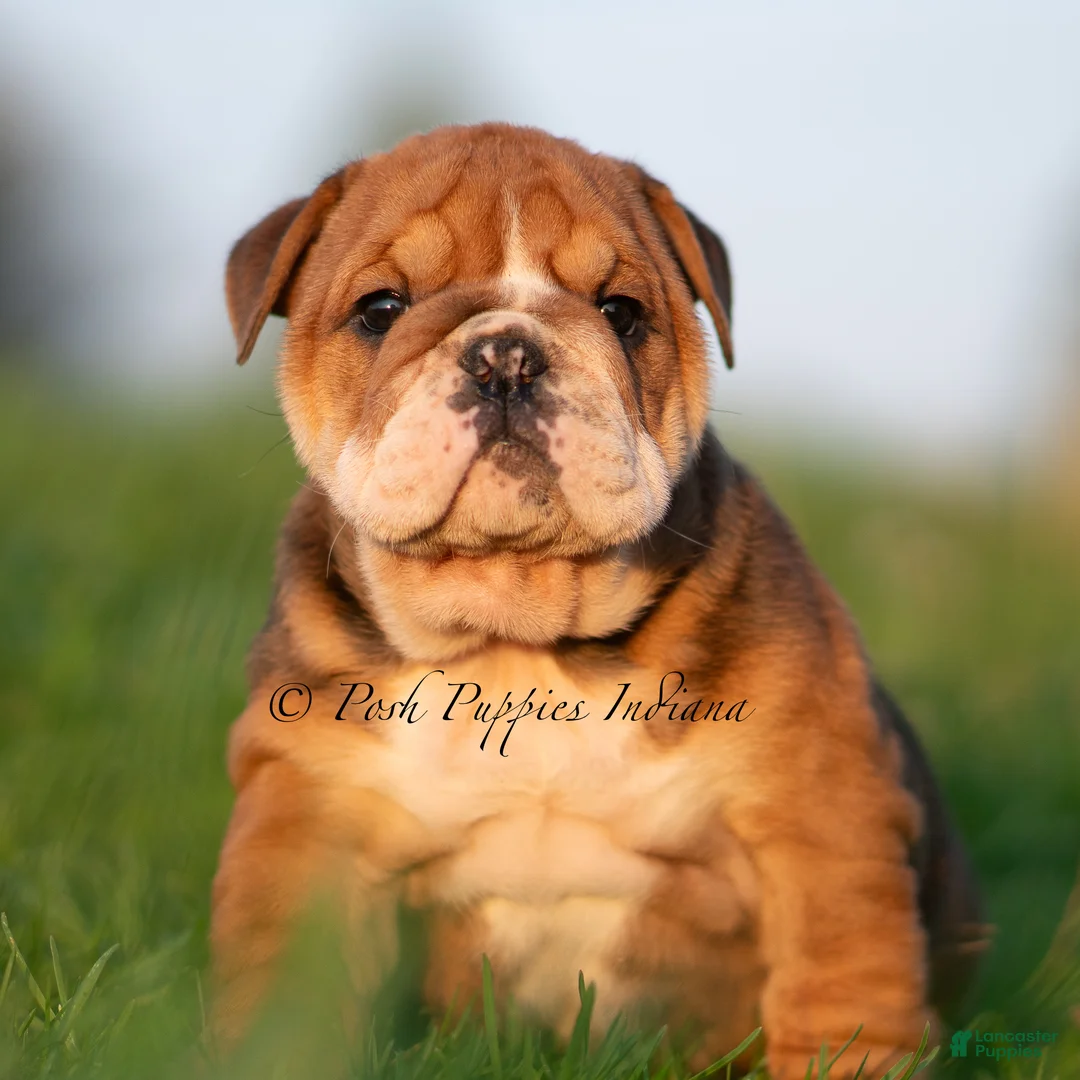 English Bulldog dogs for sale: Pearl AKC - Ad 2
