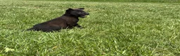 Belgian Malinois dogs for sale: Boulder - Ad 6