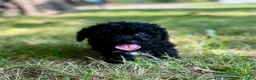 Cavapoo dogs for sale: Raven - Ad 5