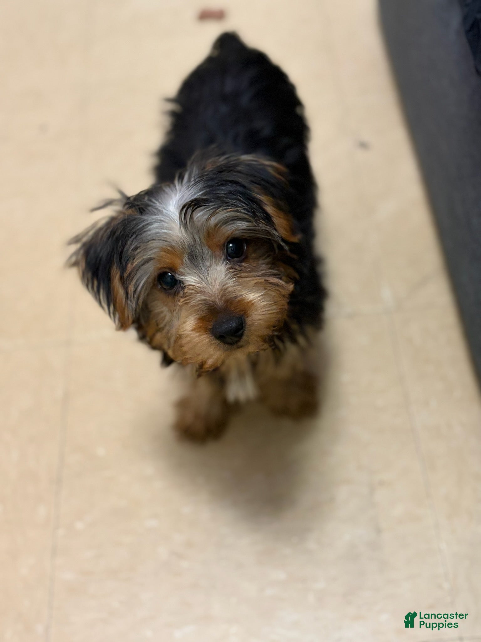 Yorkshire Terrier dogs Jayden - Ad 2