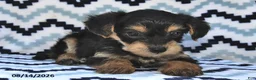 Yorkiepoo dogs for sale: Sutton - Ad 3