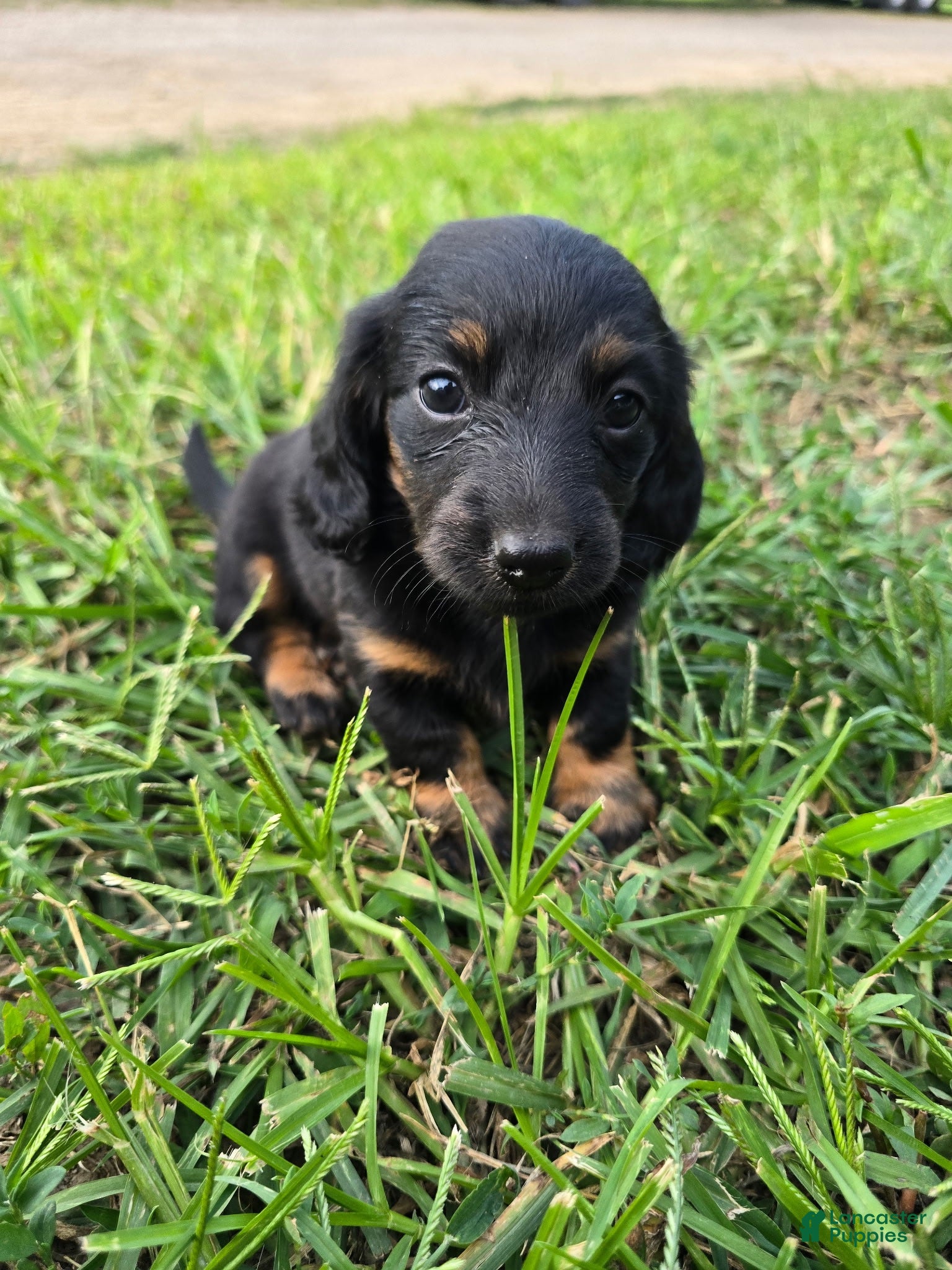 Miniature Dachshund dogs Miniature Dachshund 5 - Ad 39