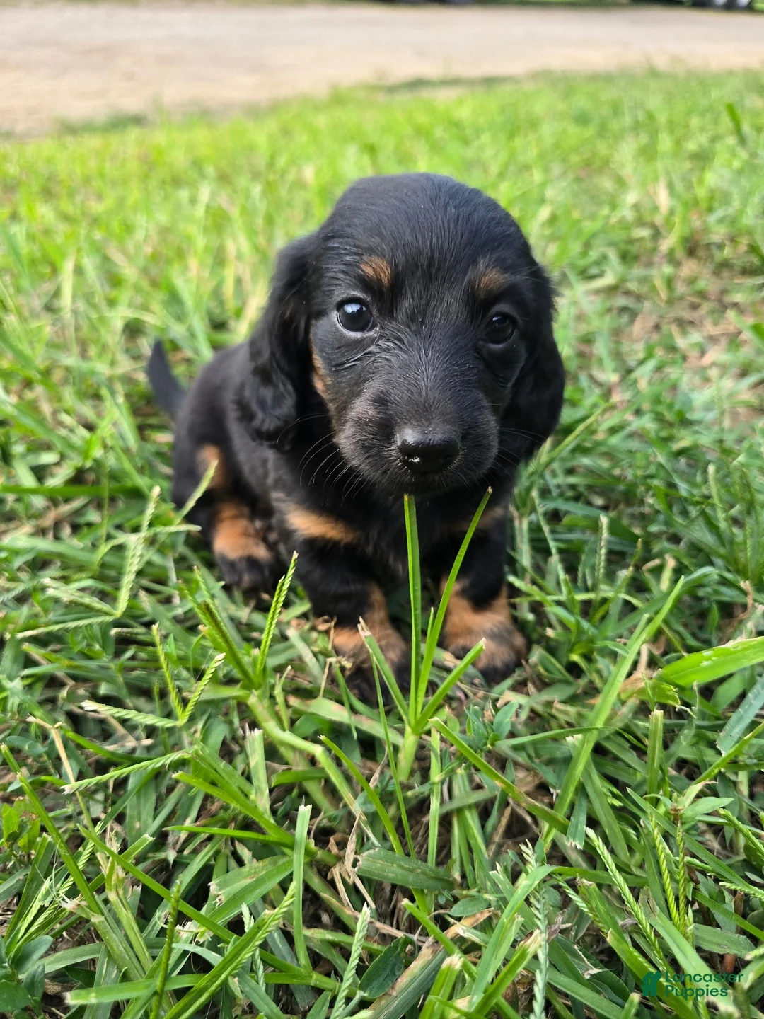 Miniature Dachshund dogs for sale: Miniature Dachshund 5 - Ad 1