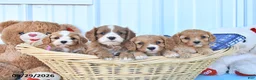 Cavapoo dogs for sale: Bella Mia - Ad 5