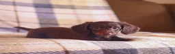 Miniature Dachshund dogs for sale: Snickers - Ad 10