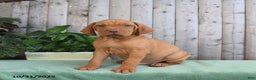 Vizsla dogs for sale: Hank - Ad 3