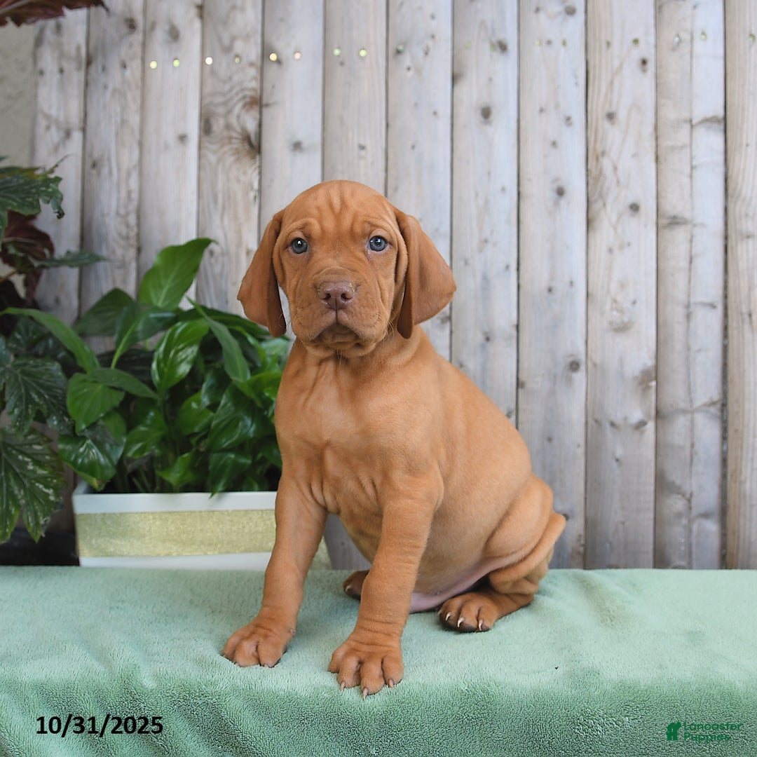 Vizsla dogs for sale: Hank - Ad 3