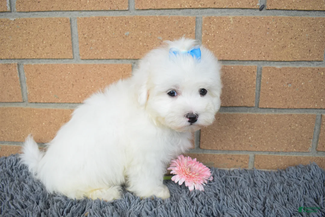 Maltese dogs for sale: Blake 💙 - Ad 2