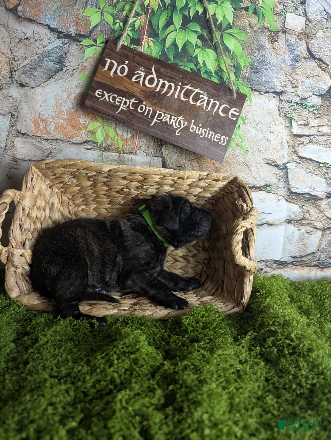 Great Dane dogs for sale: Boromir Brindle Male Great Dane Puppy  - Ad 2