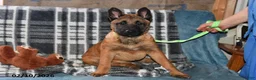 Belgian Malinois dogs for sale: Ivy - Ad 8